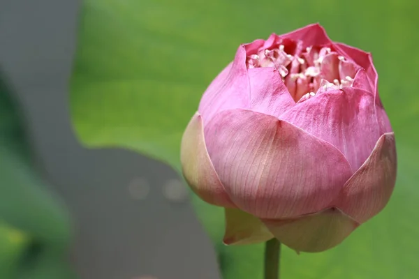 Pink Lotus Flower in the lake, close up — стоковое фото