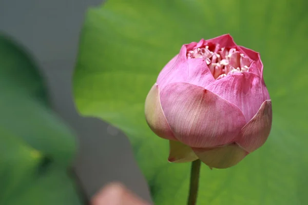 Pink Lotus Flower in the lake, close up — стоковое фото