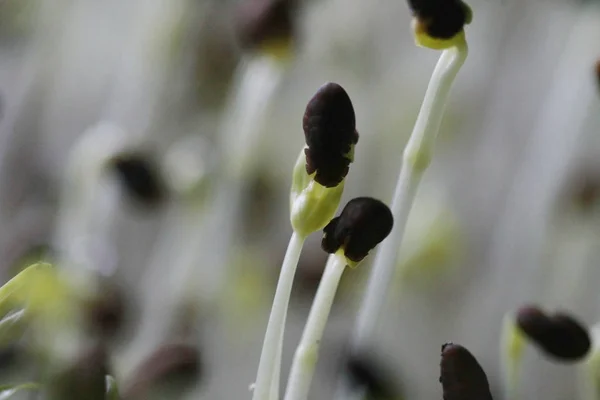 Dimineața glorie plantă microverde, plante vegetale — Fotografie, imagine de stoc
