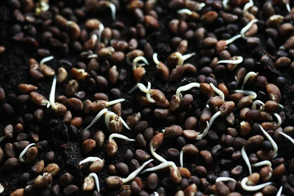 Breeding Chinese morning glory seeds , closeup , microgreen orga — Stock Photo, Image