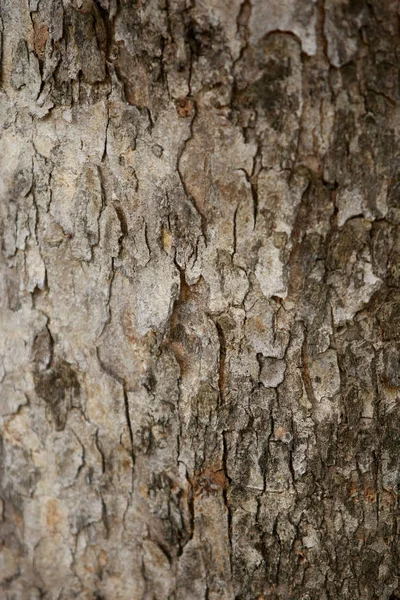 Arbre texture motif fond, Texture en bois gros plan — Photo