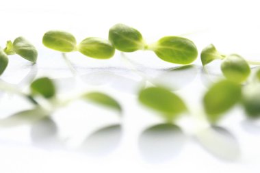 Taze ayçiçeği filizleri, Mikroyeşil organik