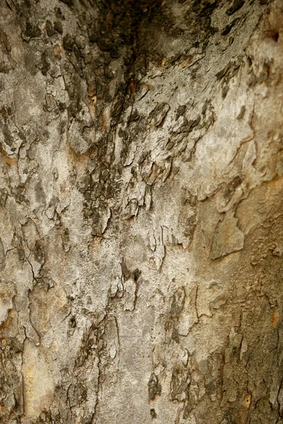 Tree texture pattern background , Wooden texture closeup — Stock Photo, Image