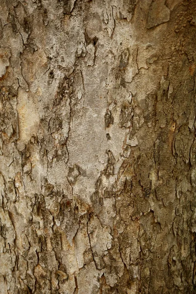 Baumstruktur Muster Hintergrund, Holzstruktur Nahaufnahme — Stockfoto