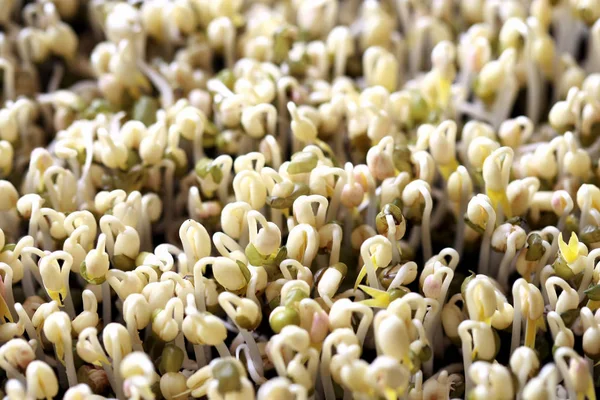 Brotes de judías verdes, Microgreen Organic —  Fotos de Stock