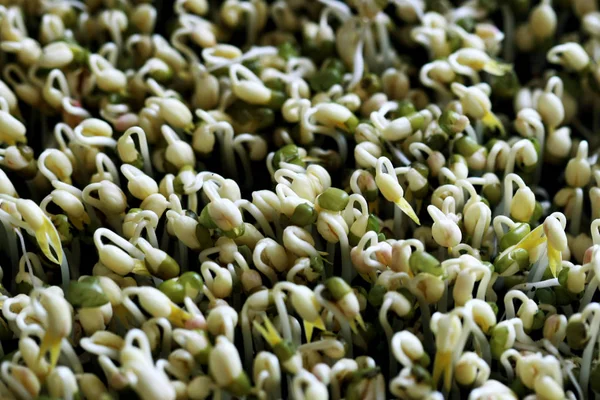 녹색 콩나물, 마이크로 그린 유기농 — 스톡 사진