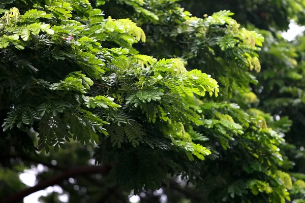 Leaves Tropical forest trees texture background wallpaper