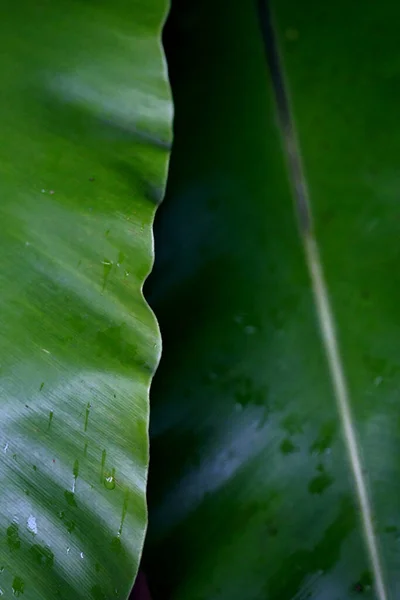 Folhas Floresta Tropical Árvores Textura Fundo Papel Parede — Fotografia de Stock