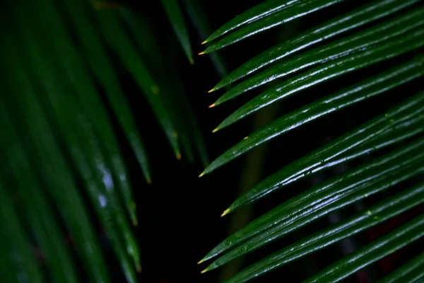 Hojas Árboles Forestales Tropicales Textura Fondo Papel Pintado —  Fotos de Stock