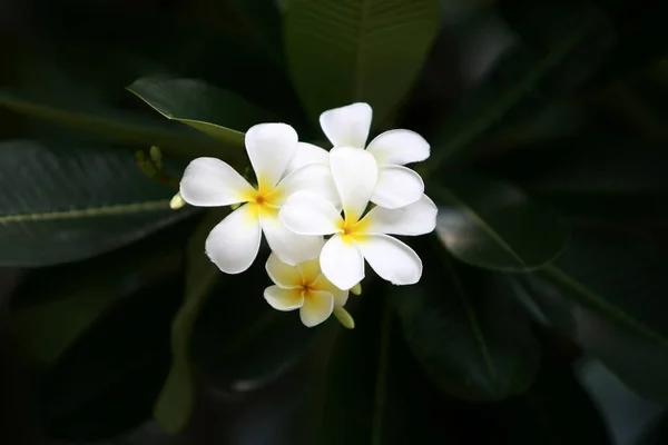 Plumeria Blumen Auf Dem Baum Nahaufnahme — Stockfoto
