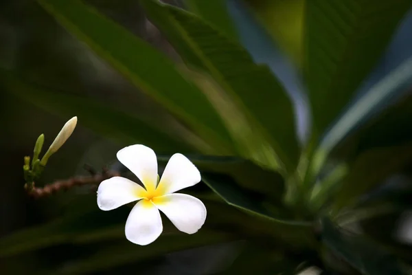 Plumeria Blumen Auf Dem Baum Nahaufnahme — Stockfoto