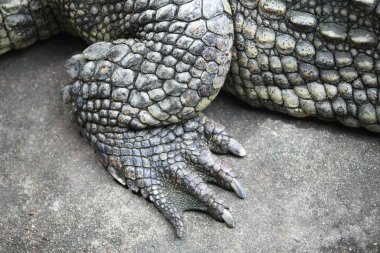 Çiftlikteki büyük timsah.