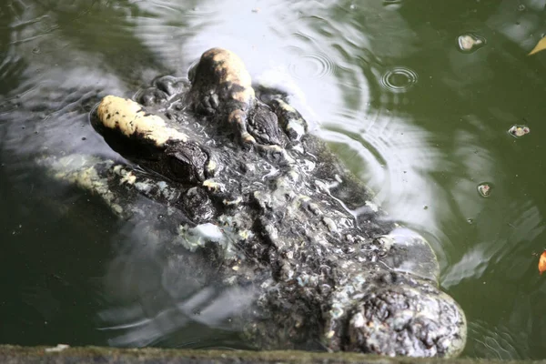 Wielki Krokodyl Farmie — Zdjęcie stockowe