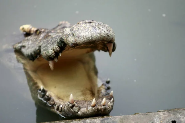 Большой Крокодил Ферме — стоковое фото