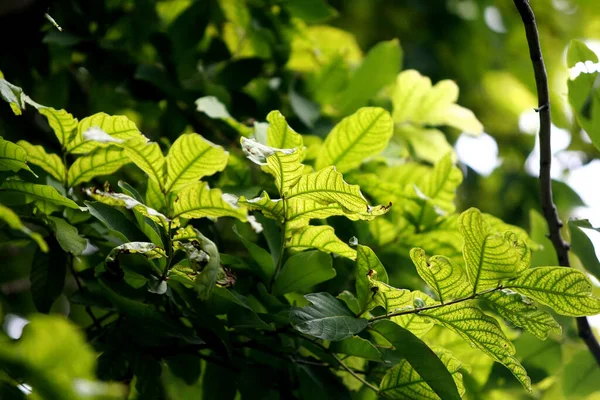 Bladeren Tropische Bos Bomen Textuur Achtergrond Behang — Stockfoto