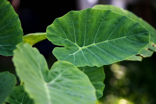 Daun Pohon Tropis Tekstur Latar Belakang Wallpaper — Stok Foto