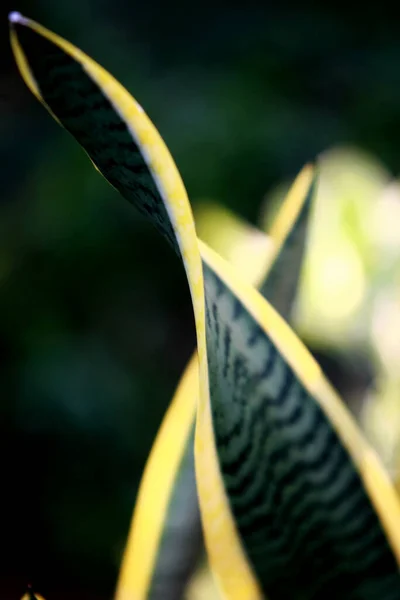 Hojas Árboles Forestales Tropicales Textura Fondo Papel Pintado —  Fotos de Stock