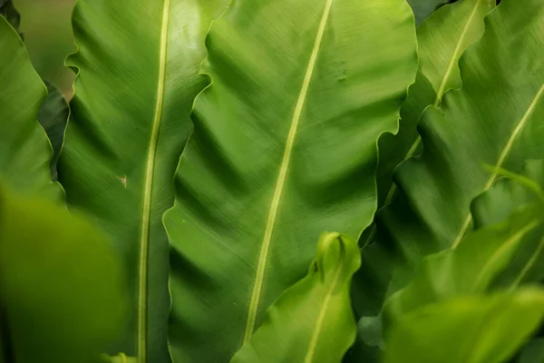 Listy Tropické Lesní Stromy Textura Pozadí Tapety — Stock fotografie