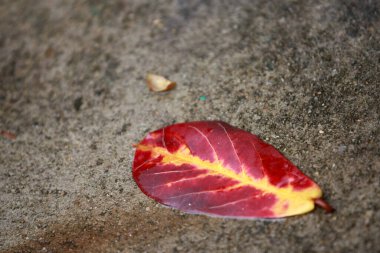Geriye Tropikal Orman Ağaçları Arkaplan Duvar Kağıdı
