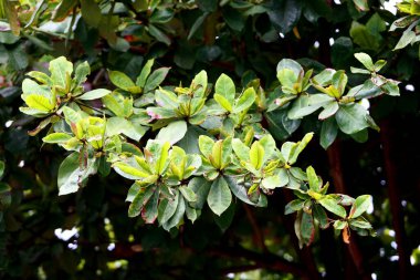 Geriye Tropikal Orman Ağaçları Arkaplan Duvar Kağıdı