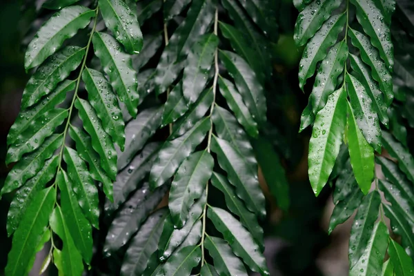 Foglie Foresta Tropicale Alberi Texture Sfondo Carta Parati — Foto Stock