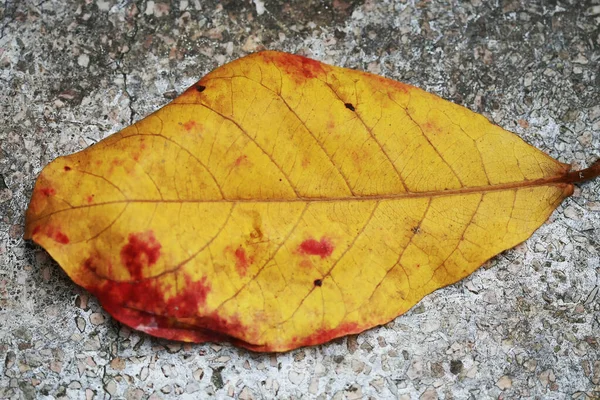 Листья Тропических Деревьев Текстуры Фона — стоковое фото