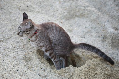Kedi kaka yapıyor.