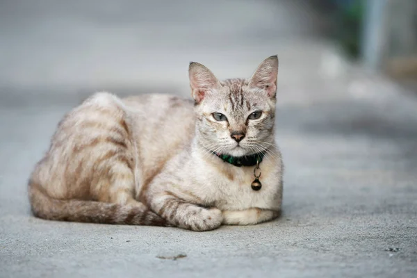 Piękny Szary Kot Siedzi Zewnątrz — Zdjęcie stockowe