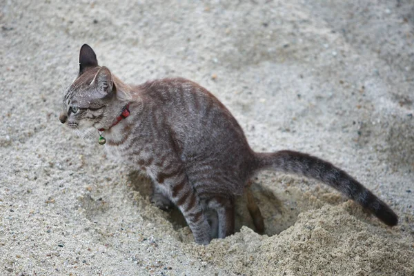 Kedi kaka yapıyor.