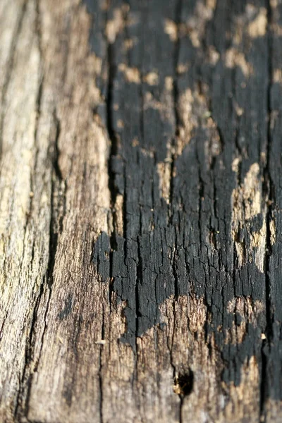 Fondo Textura Corteza Madera — Foto de Stock