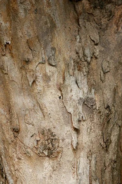 Écorce Bois Texture Contexte — Photo