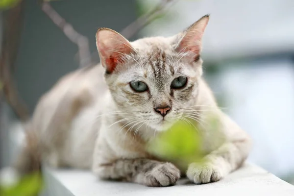 可愛いですグレー猫座って屋外 — ストック写真