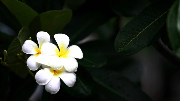 Plumeria Blumen Auf Dem Baum Nahaufnahme — Stockfoto