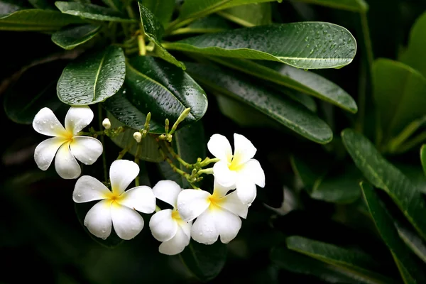 Plumeria Blumen Auf Dem Baum Nahaufnahme — Stockfoto