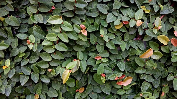 Leaves Tropical Forest Trees Texture Background Wallpaper — Stock Photo, Image