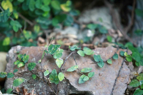 Blätter Tropischen Wald Bäume Textur Hintergrund Tapete — Stockfoto