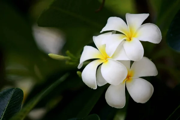 Plumeria Blumen Auf Dem Baum Nahaufnahme — Stockfoto