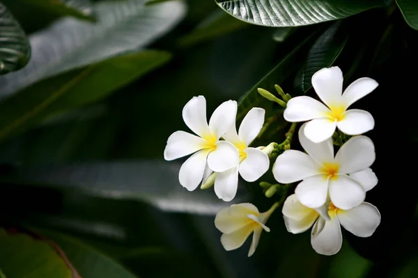 Plumeria Blumen Auf Dem Baum Nahaufnahme — Stockfoto