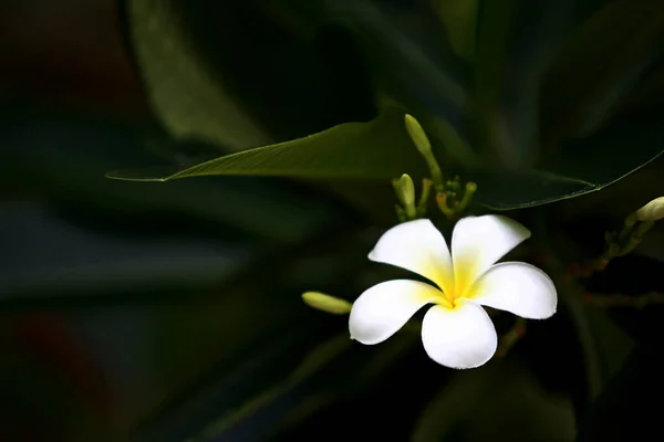 Plumeria Kwiaty Drzewie Zbliżenie — Zdjęcie stockowe