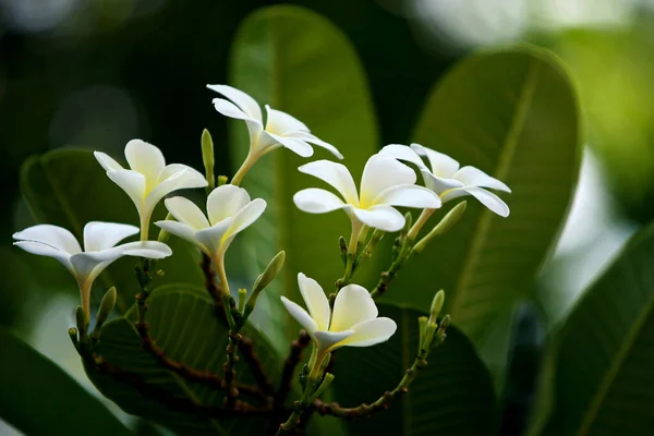 Plumeria Blumen Auf Dem Baum Nahaufnahme — Stockfoto