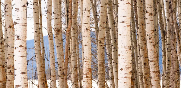 Stand Trees Wintery Season Landscape White Aspen Tree Group — Stock Photo, Image