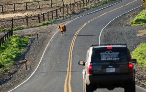 Motorista Encontra Uma Vaca Vagando Pela Estrada Deve Abrandar Para — Fotografia de Stock