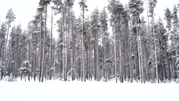 Flocos Neve Caindo Floresta Nacional Com Acumulação Neve — Vídeo de Stock