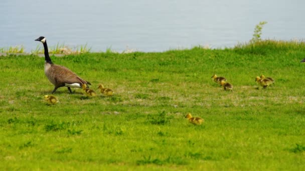 Wild Animal Goose Geese Family Walk Newborn Chicks Columbia River — Stock Video