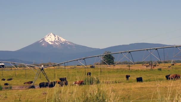 Ranch Boskap Betar Och Fornicate Med Diamond Peak Mountain Bakgrunden — Stockvideo