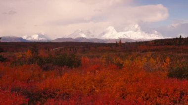Mt Mckinley yakınındaki ormanda aşırı canlı sonbahar yaprakları 
