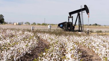 A Pump Jack labors fracking while Cotton sits ready for harvest in West Texas clipart