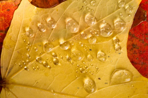 Luz Refractada Agua Sobre Una Hoja Amarilla — Foto de Stock