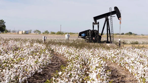 Uma Bomba Jack Trabalha Fracking Enquanto Cotton Senta Pronto Para — Fotografia de Stock