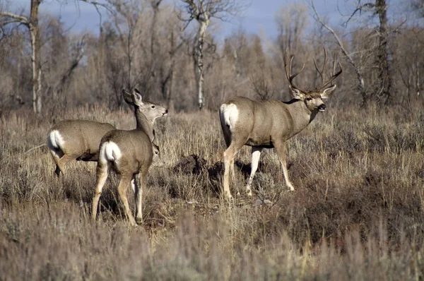 Ciervo Mula Salvaje Mira Listo Para Defender Compañero Bosque Wyoming —  Fotos de Stock